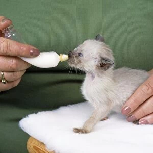 Cat - bottle feeding Siamese kitten