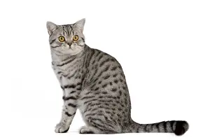 British Shorthair Prints: Cat - Bristish Shorthair Silver Spotted - in studio