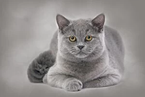 Images Dated 13th February 2012: Cat - British Blue