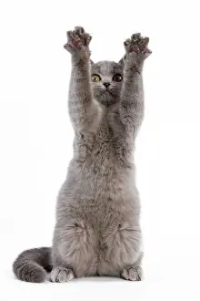 Funny Prints: Cat - British blue short-hair kitten on hind legs in studio