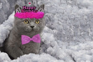 Birthdays Gallery: Cat - British Blue Shorthair kitten - in blanket