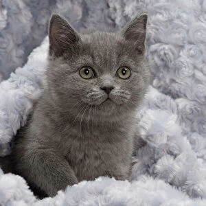 Cat - British Blue Shorthair kitten - in blanket