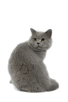 Cat - British Blue in studio