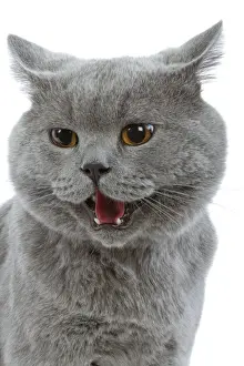Cat - British Blue in studio