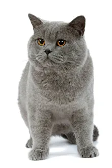 Images Dated 25th October 2006: Cat - British Blue in studio