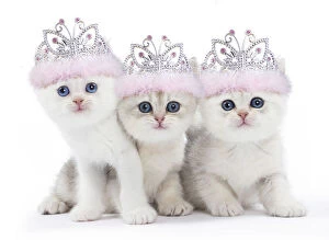 Cat - British kittens wearing pink tiaras Digital