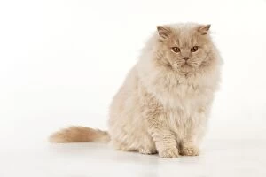 Cat - British Long Haired