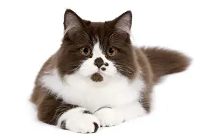 British Longhair Prints: Cat - British long haired kitten