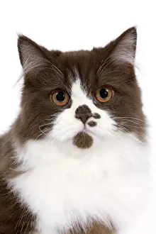 Cat - British long haired kitten