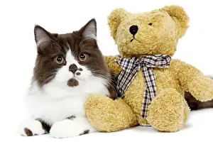 Teddy Bear Prints: Cat - British long haired kitten with teddy bear