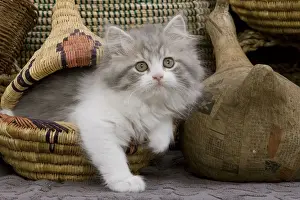 British Longhair Prints: Cat - British longhair - 8 week old kitten in basket