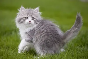 Cat - British longhair - 8 week old kitten outside