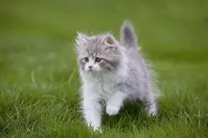 Cat - British longhair - 8 week old kitten outside