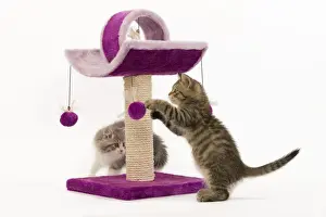 British Longhair Prints: Cat - British longhair - 8 week old kitten playing on cat activity centre / scratch post