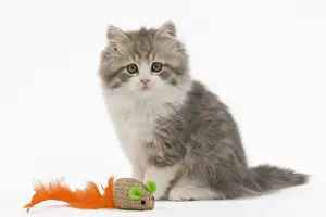 Cat - British longhair - 8 week old kitten with toy mouse