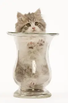 British Longhair Prints: Cat - British longhair - 8 week old kitten in vase
