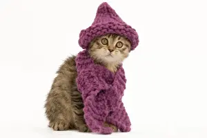 Scarf Prints: Cat - British longhair - 8 week old kittens wearing purple hat & scarf