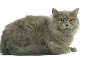 British Prints: Cat - British Longhair Blue
