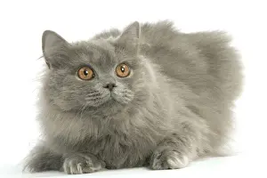 Cat - British longhair blue in studio