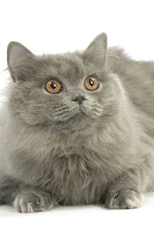 Images Dated 19th September 2005: Cat - British longhair blue in studio