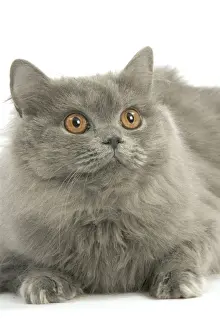 Cat - British longhair blue in studio