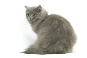 Images Dated 19th September 2005: Cat - British longhair blue in studio