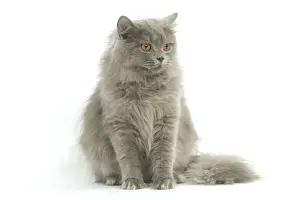 Cat - British longhair blue in studio