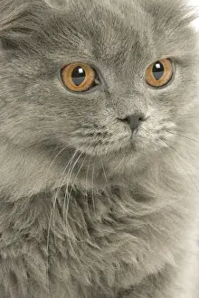 Cat - British longhair blue in studio