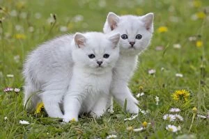 Cat - British Longhair kittens