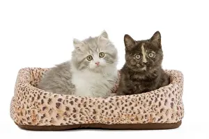 Beds Prints: Cat - British longhair & shorthair - 8 week old kittens in cat bed