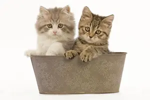 Pots Prints: Cat - British longhair & shorthair - 8 week old kittens in pot