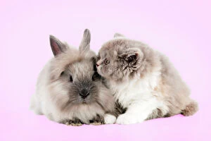 7 Gallery: CAT - British longhaired cat sitting with lionhead rabbit