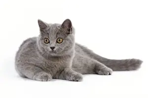 Cat - British Short Hair Blue - Kitten lying down