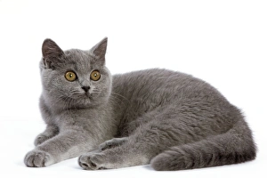 Images Dated 11th October 2008: Cat - British Short Hair Blue - Kitten lying down