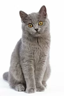 Staring Gallery: Cat - British Short Hair Blue - Kitten sitting down