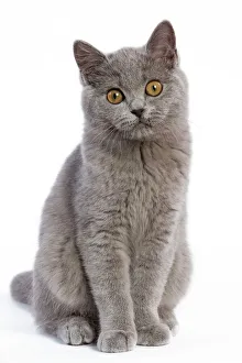 Images Dated 11th October 2008: Cat - British Short Hair Blue - Kitten sitting down
