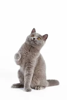 British Shorthair Gallery: Cat - British Short Hair Blue - Kitten sitting down with raised paw