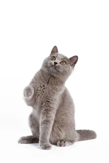 Images Dated 11th October 2008: Cat - British Short Hair Blue - Kitten sitting down with raised paw