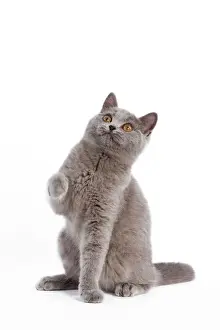 Cat - British Short Hair Blue - Kitten sitting down with raised paw