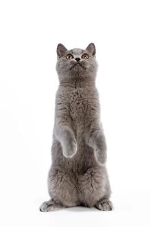Images Dated 11th October 2008: Cat - British Short Hair Blue - Kitten standing on hind legs
