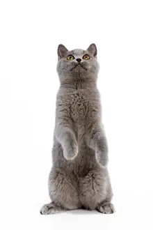 Cat - British Short Hair Blue - Kitten standing on hind legs
