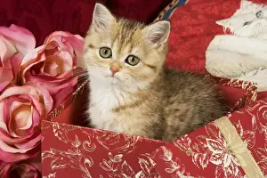 British Short Hair Prints: Cat - British Short-hair kitten