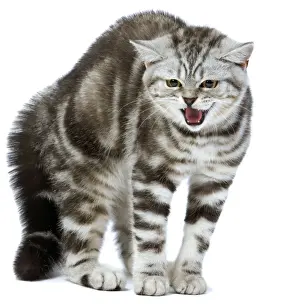 Defence Prints: Cat - British Short Hair Silver Spotted