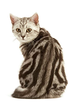 Cat - British Short-haired, Black Silver Tabby Blotched