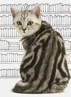 Books Gallery: Cat  British Shorthair