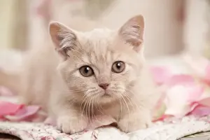 Cat - British Shorthair 3 month old kitten