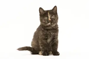Kitten Prints: Cat - British Shorthair - 8 week old kitten