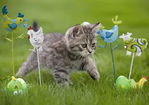 Cat - British Shorthair - 8 week old kitten outside walking through garden ornaments