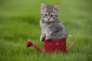 Cat - British Shorthair - 8 week old kitten sitting in watering can