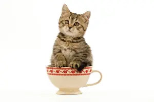 British Shorthair Prints: Cat - British Shorthair - 8 week old kitten in teacup